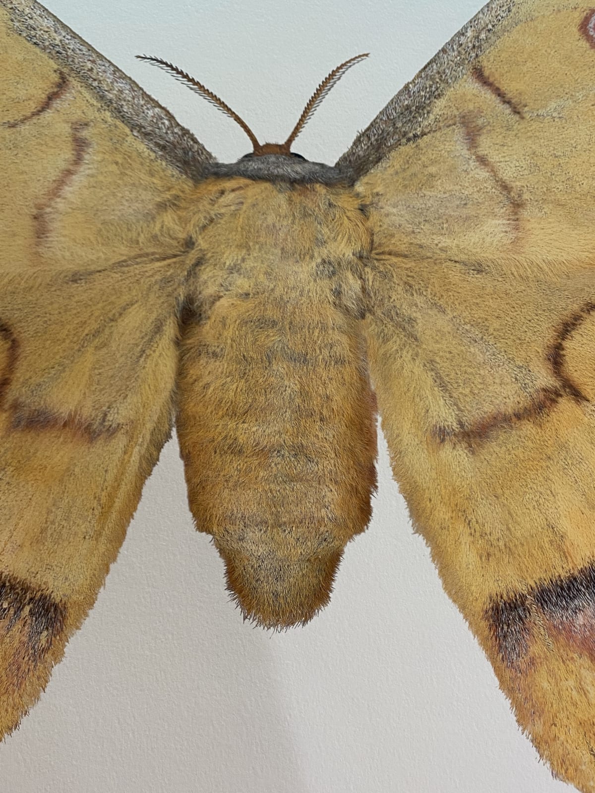 Joseph Scheer, Antheraea yamamai, 2019