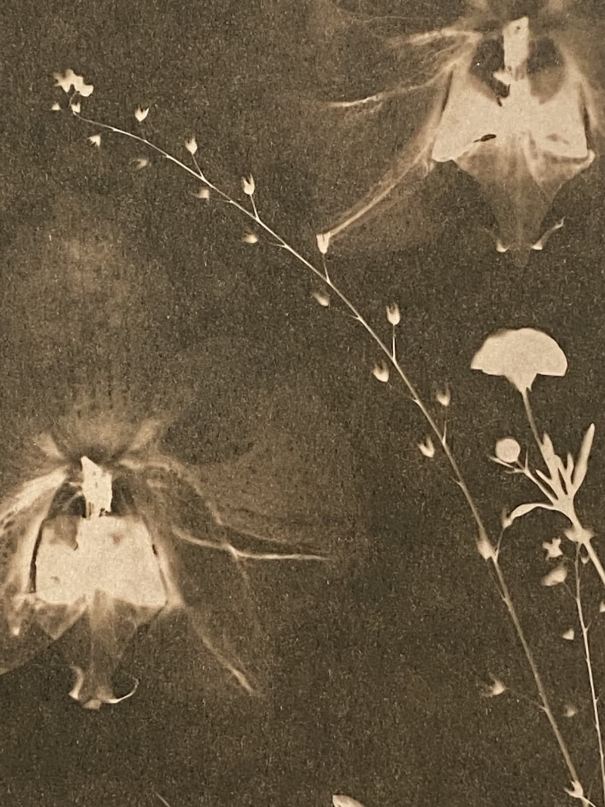 Julia Whitney Barnes, Cyanotype Painting (Tea Toned Orchids, Snow Drops, Forget Me Nots, etc), 2021