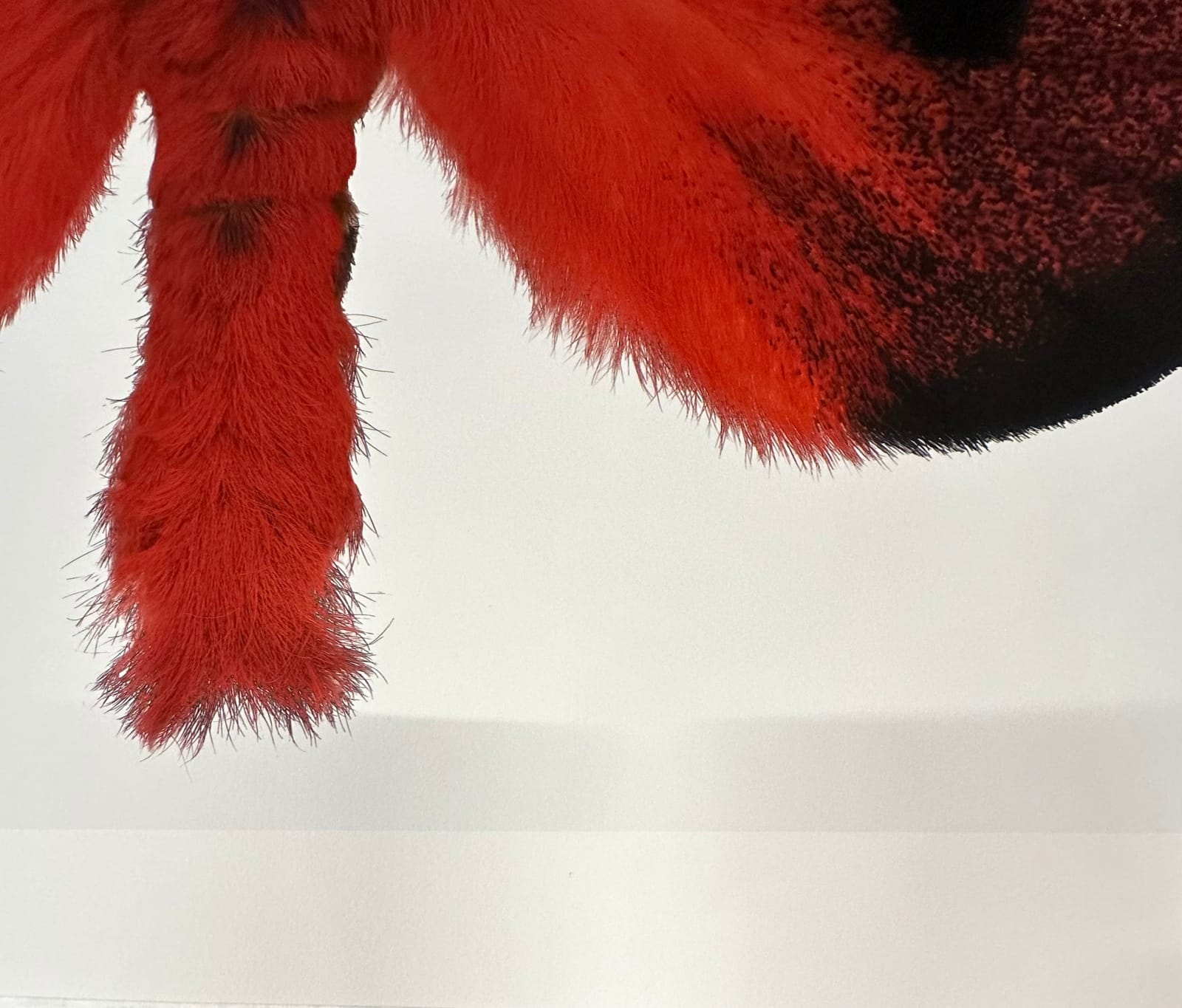 Joseph Scheer, Hemileuca electra cleo, 2006