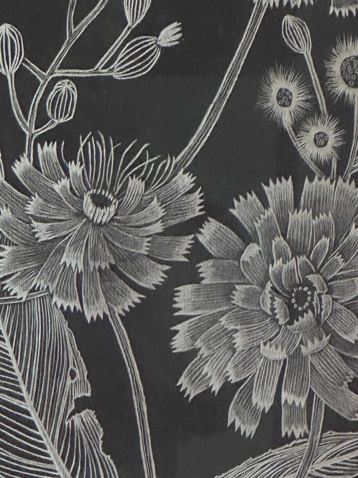 Margot Glass, Hawkweed, 2024