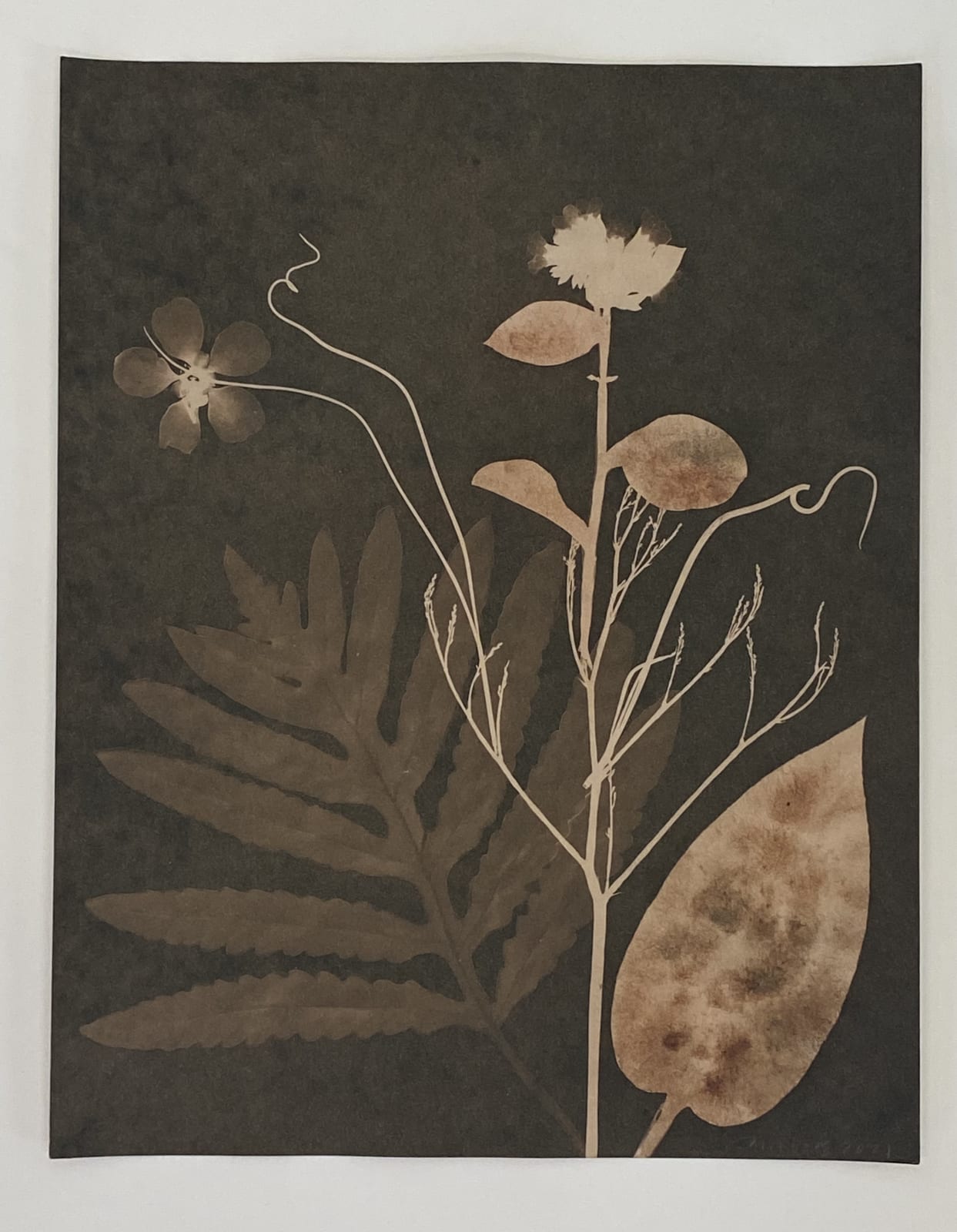 Julia Whitney Barnes, Cyanotype Painting (Tea Toned Fern, Lungwort, etc), 2021