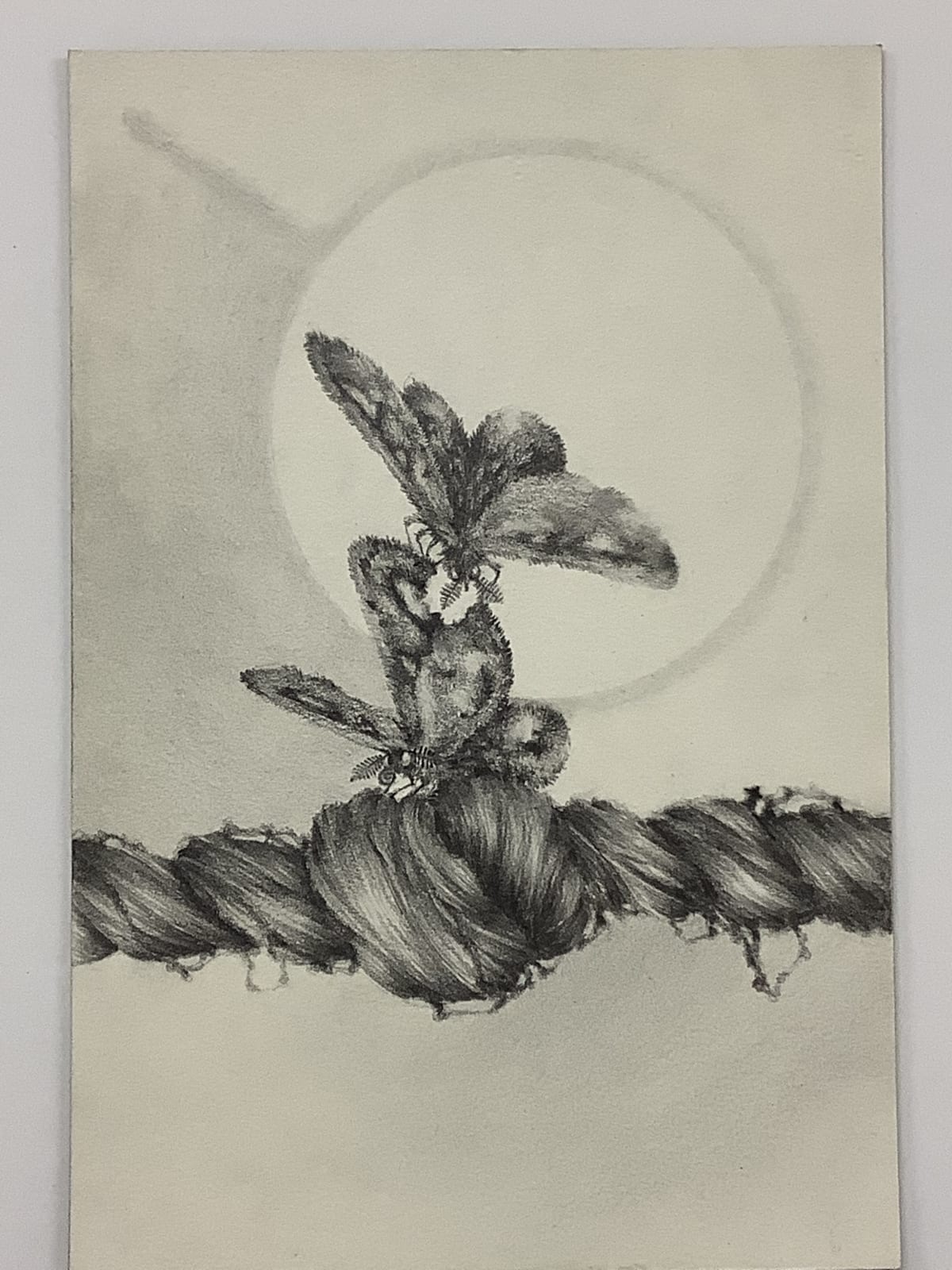 Francine Fox, Chapter Fine Focus, 2012