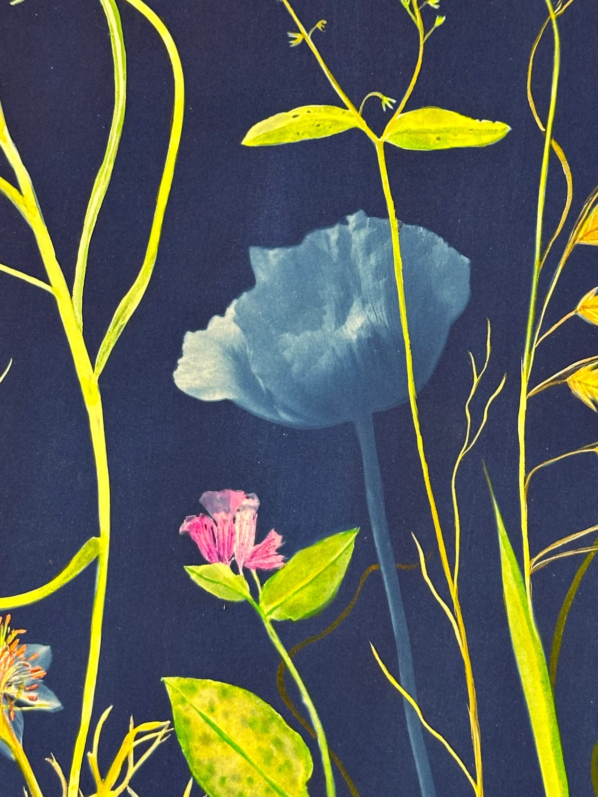 Julia Whitney Barnes, Picturesque Botany (Lily, Bleeding Hearts, Cosmos, Forget-me-not, Pollinators, etc.), 2024