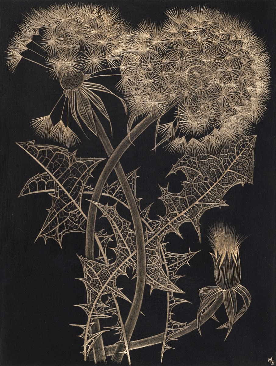 Margot Glass, Two Dandelions with Bud, 2024