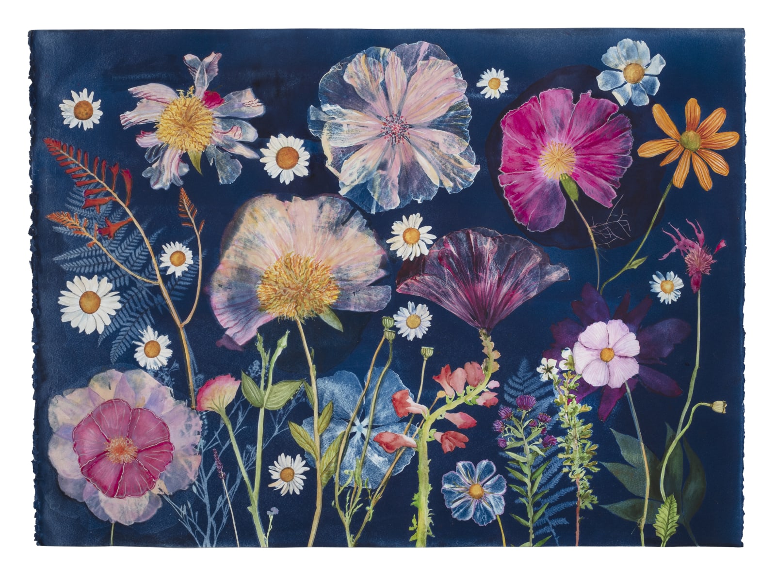 Julia Whitney Barnes, Cyanotype Painting (Peonies, Hibiscus, Daisies, Montbretia, etc.), 2021