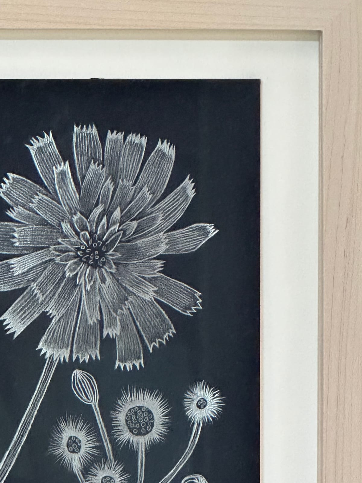 Margot Glass, Hawkweed, 2024