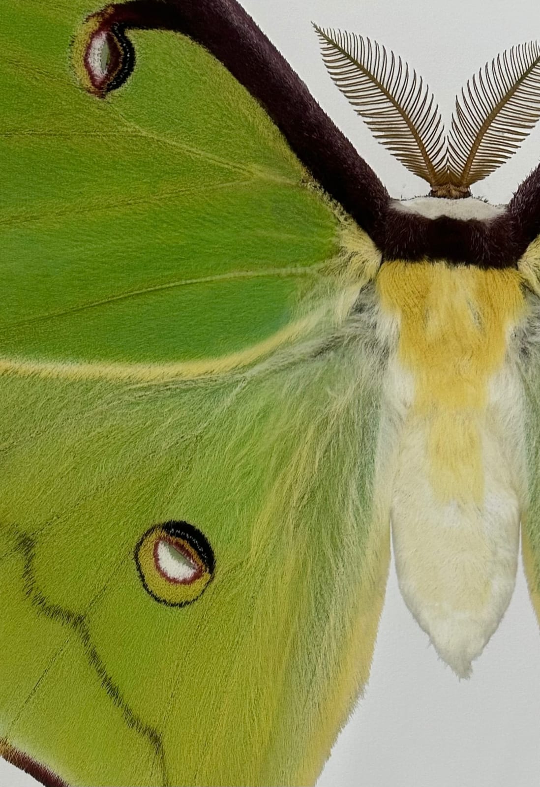 Joseph Scheer, Actias luna, 2020