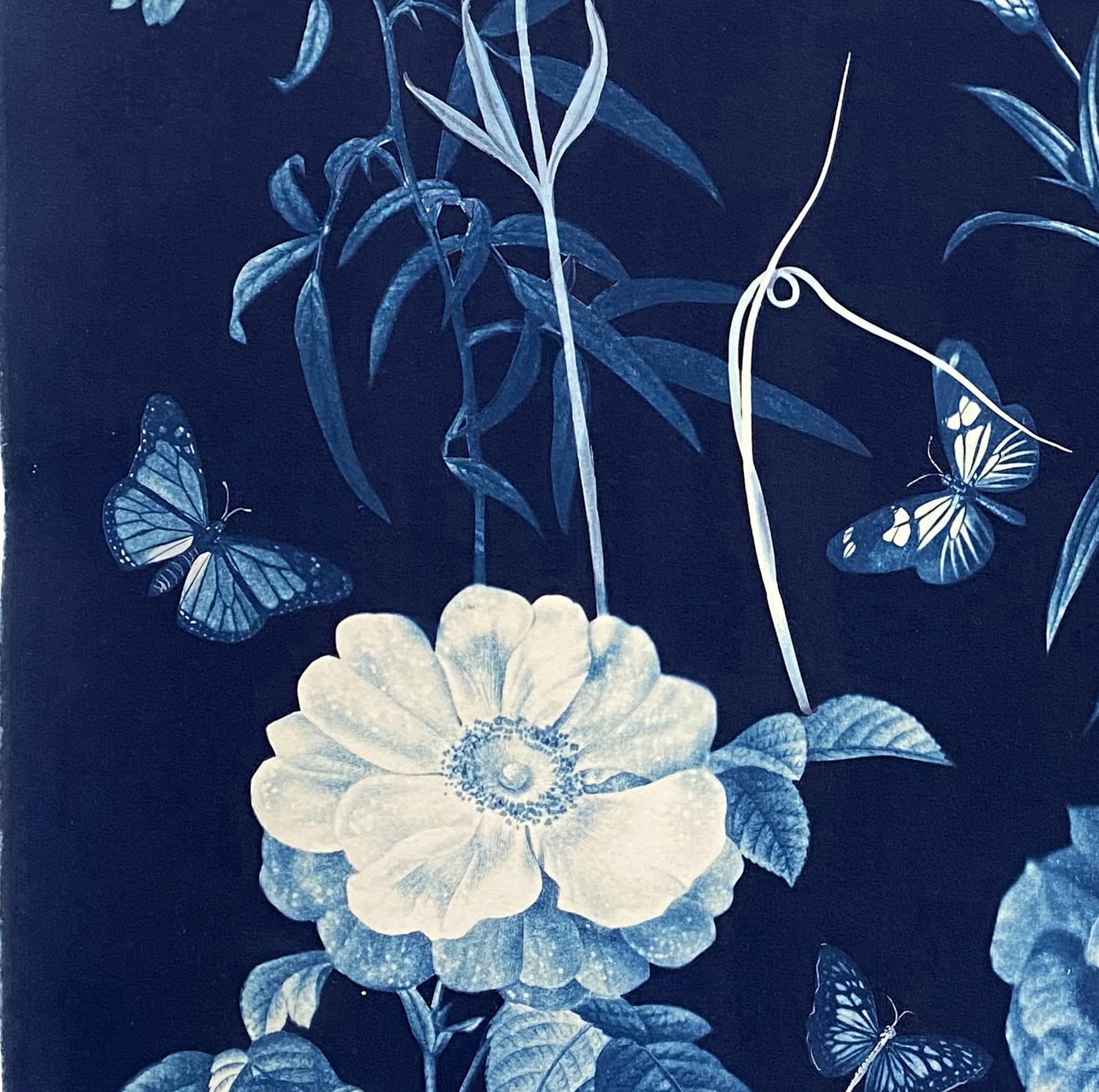 Julia Whitney Barnes, Cyanotype Painting (Roses, Snowdrops, Pollinators, etc.), 2021