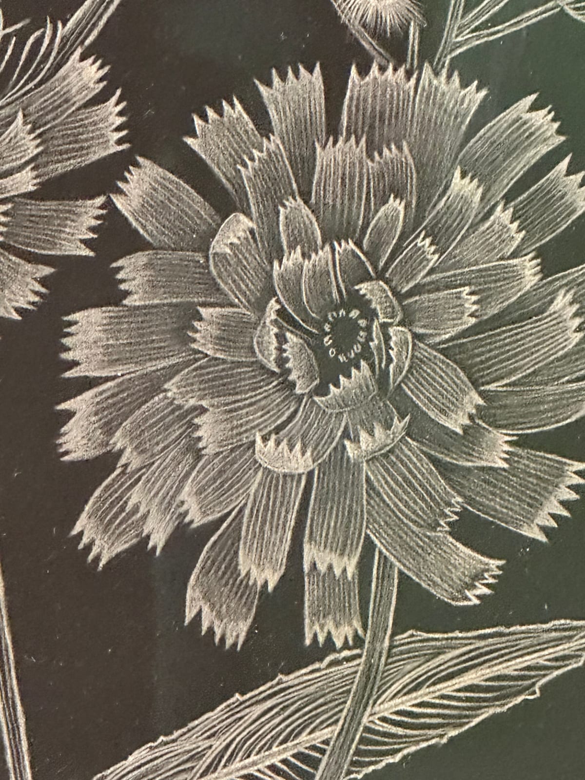 Margot Glass, Hawkweed, 2024