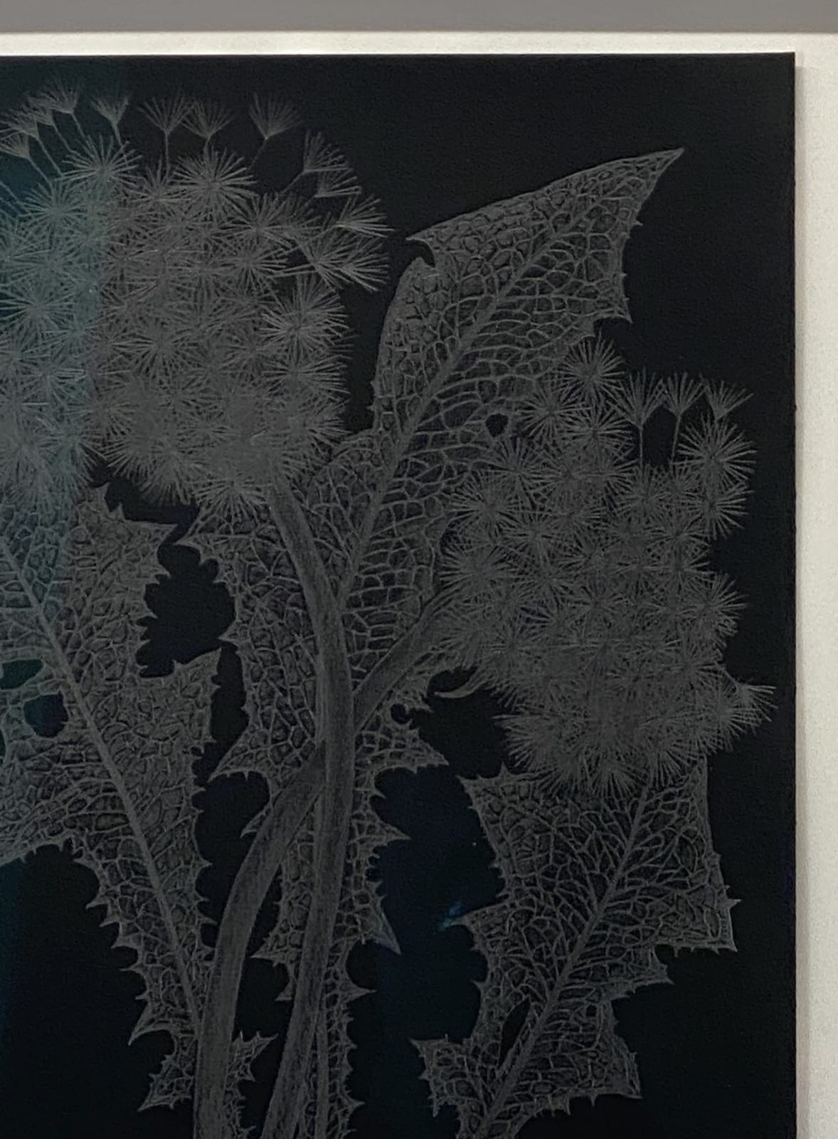 Margot Glass, Two Dandelions 2, 2019