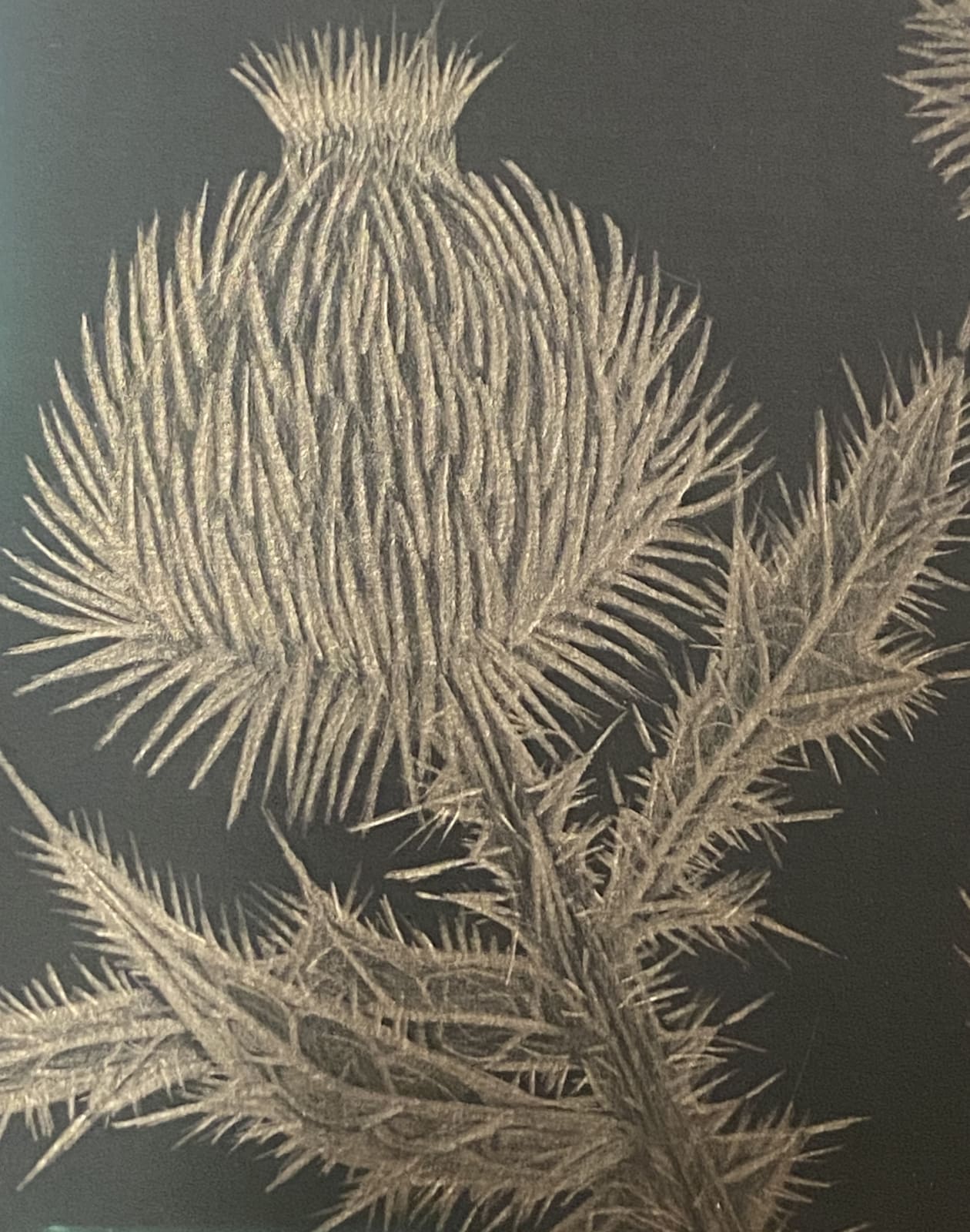 Margot Glass, Thistle, 2020