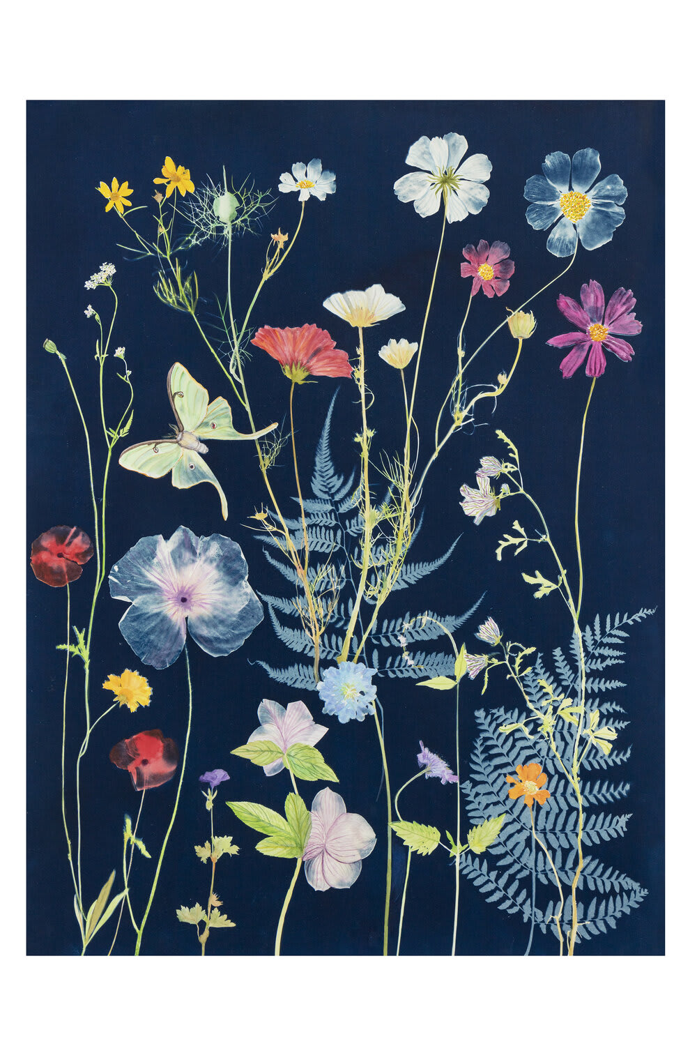 Julia Whitney Barnes, Cyanotype Print (Cosmos, Ferns, Luna Moth, etc), 2022
