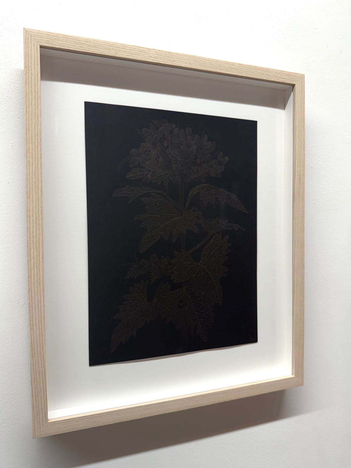 Margot Glass, Garlic Mustard, 2025