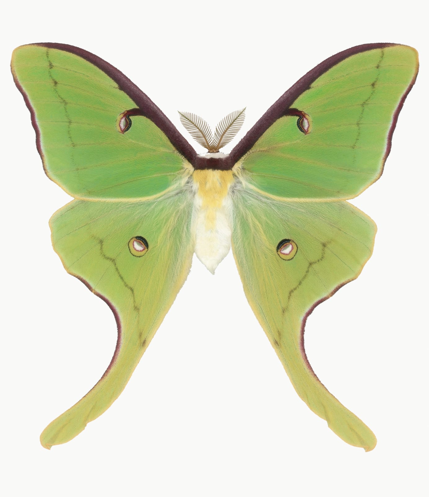 Joseph Scheer, Actias luna, 2020