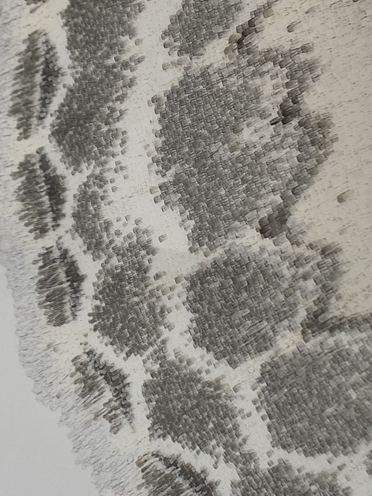 Joseph Scheer, Somatina indicataria, 2019