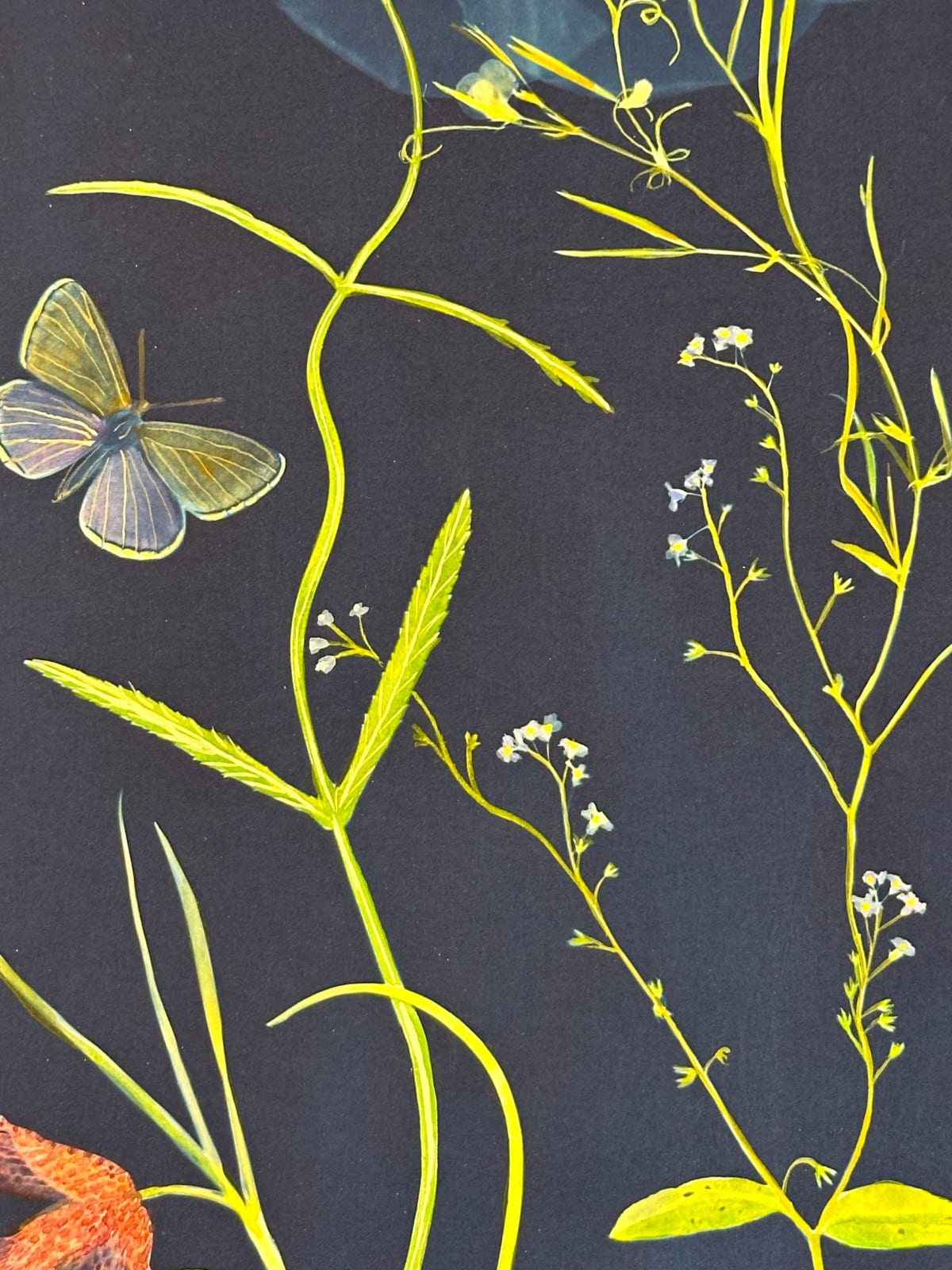 Julia Whitney Barnes, Picturesque Botany (Lily, Bleeding Hearts, Cosmos, Forget-me-not, Pollinators, etc.), 2024