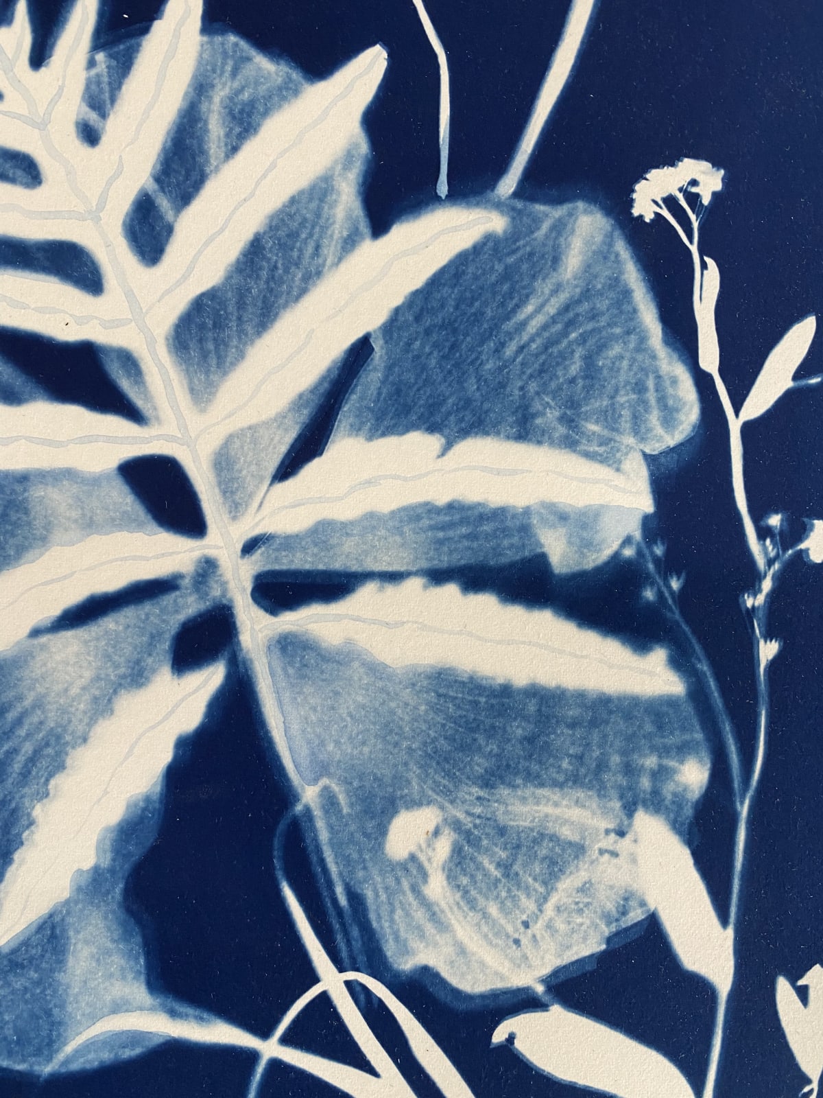 Julia Whitney Barnes, Cyanotype Painting (Irises, Bleeding Hearts, Ferns etc.), 2021