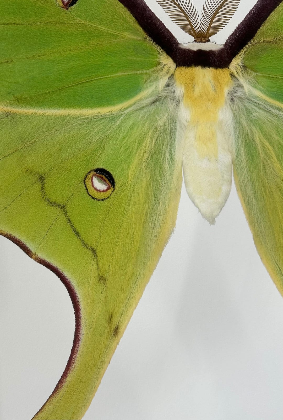 Joseph Scheer, Actias luna, 2020