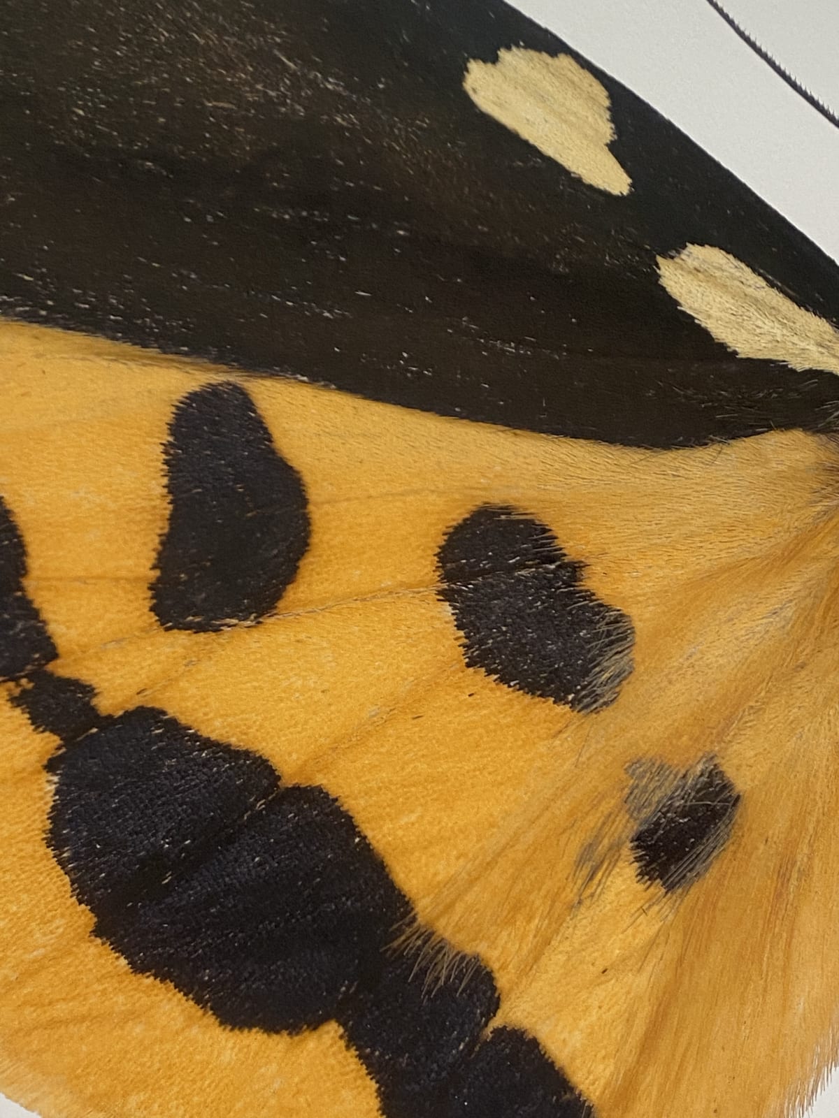 Joseph Scheer, Pericallia matronula male, 2015