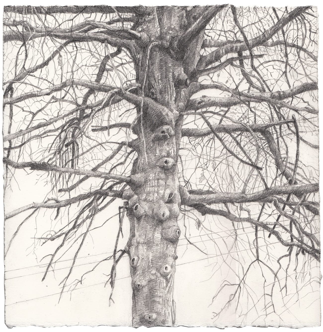 Amy Talluto, Parking Lot Tree in Winter, 2018