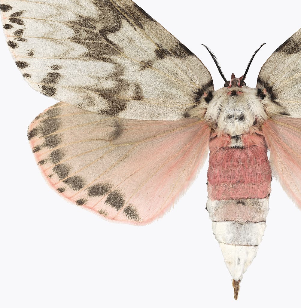 Joseph Scheer, Lymantria mathura, 2019
