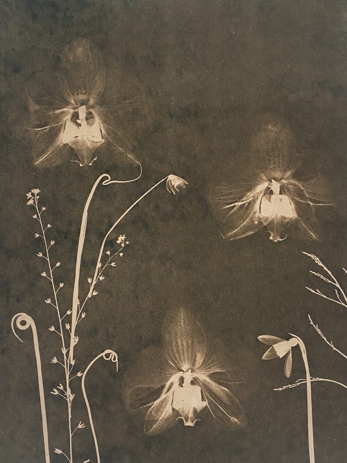 Julia Whitney Barnes, Cyanotype Painting (Tea Toned Orchids, Snow Drop, etc), 2021