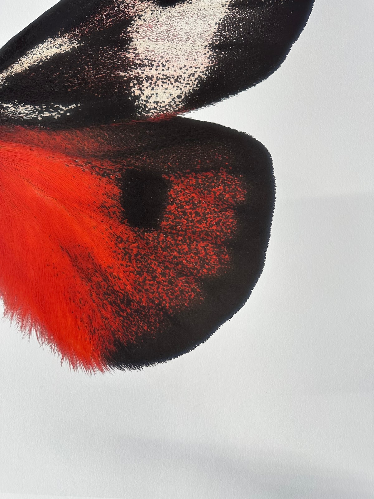 Joseph Scheer, Hemileuca electra cleo, 2006