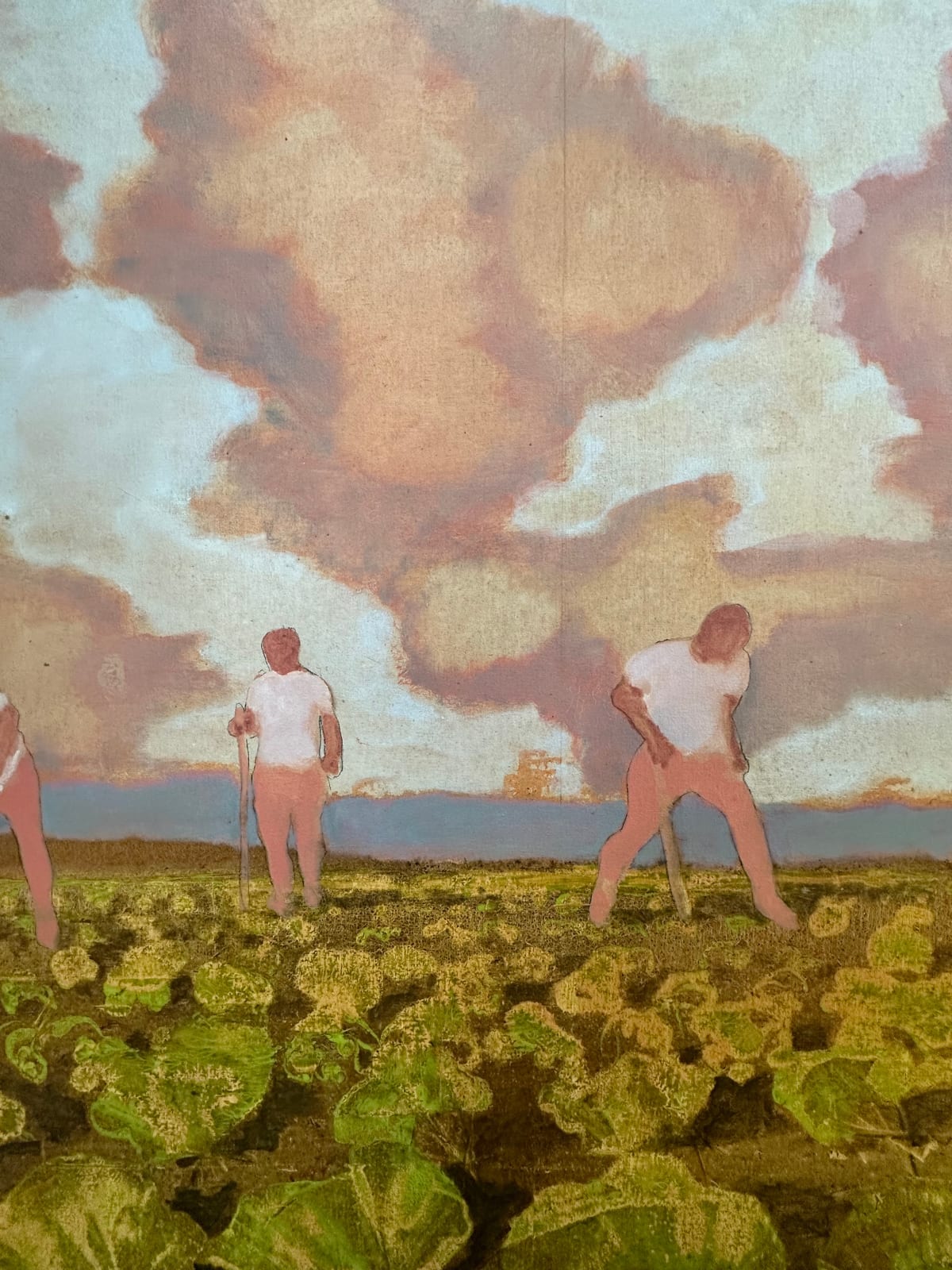 David Konigsberg, Cabbage Field, 2023