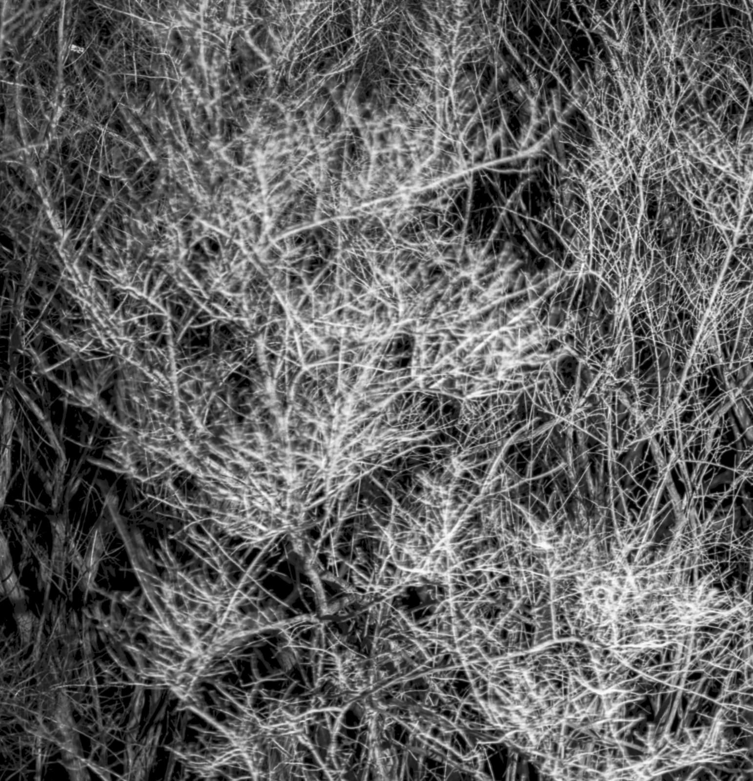 Maya Tihtiyas Attean, That Good Night, 2025