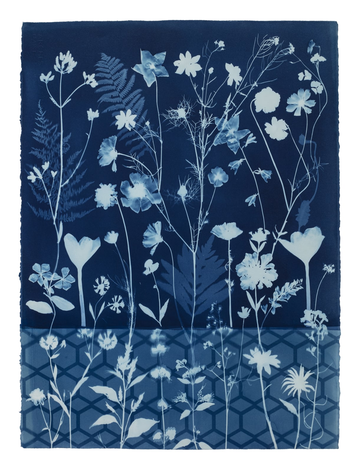 Julia Whitney Barnes, Cyanotype Painting (Crocus, Star Flower, Cosmos, Ferns, Diamond Hexagon Floor Pattern), 2021