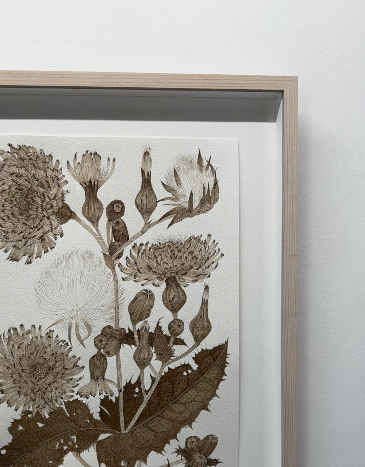 Margot Glass, Sow Thistle 01, 2025