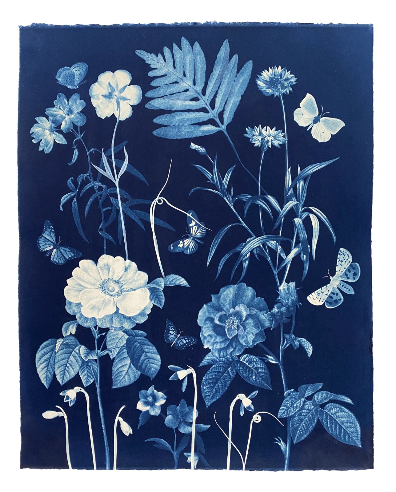 Julia Whitney Barnes, Cyanotype Painting (Roses, Snowdrops, Pollinators, etc.), 2021