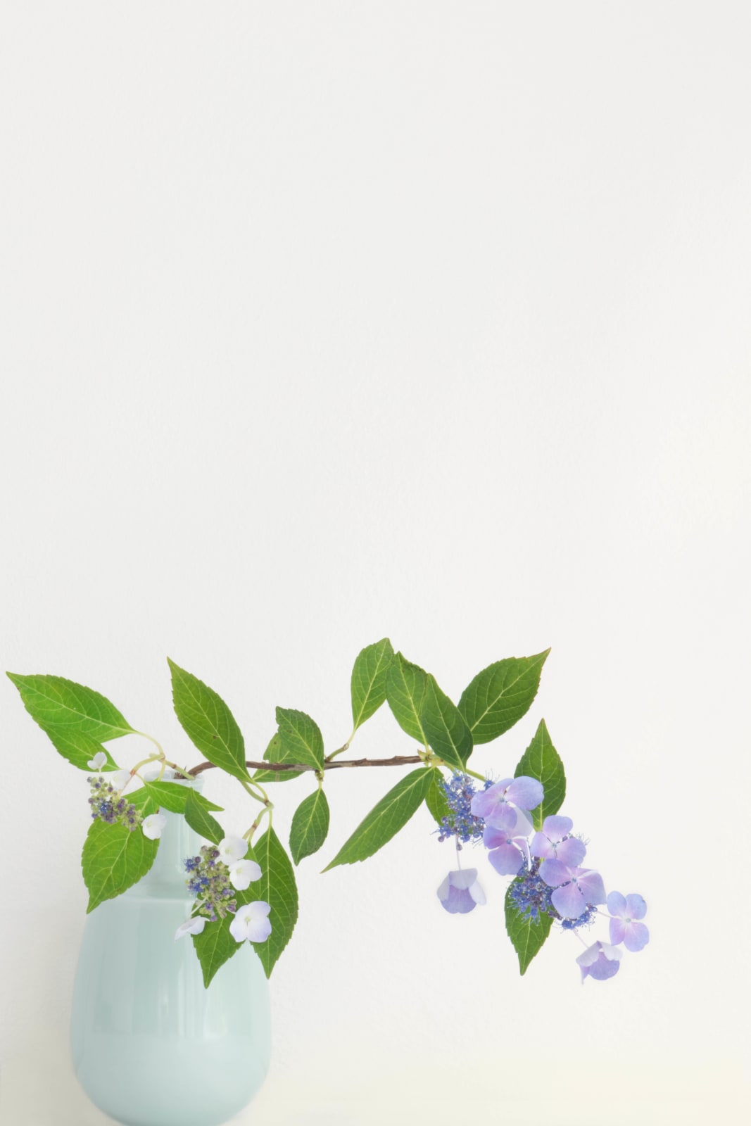 Mio Akashi, Hydrangea II