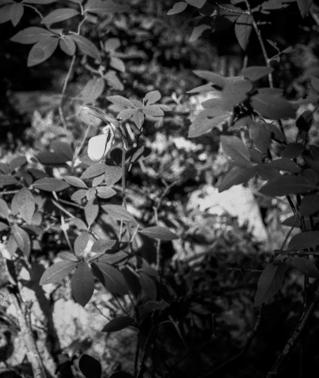 Maya Tihtiyas Attean, Wiphulakson, 2024