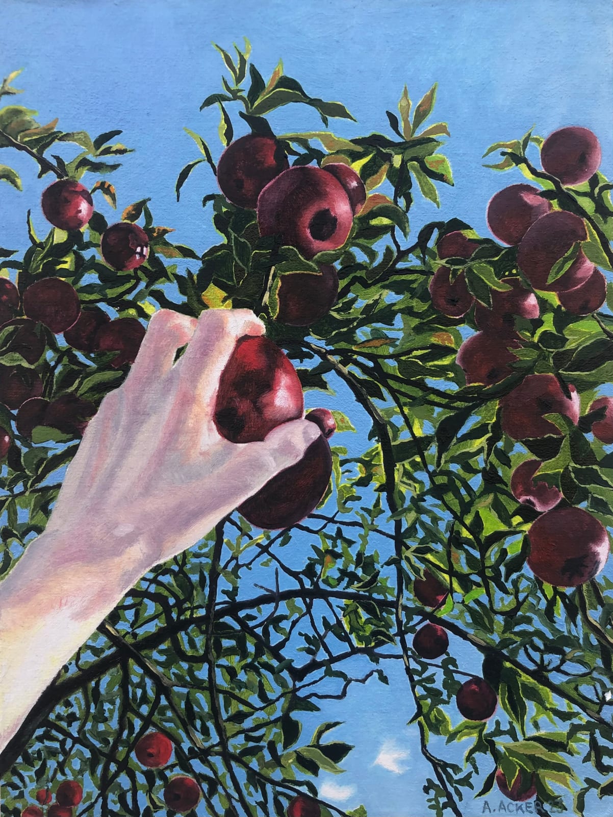 Amanda Acker, Apple Picking, 2023