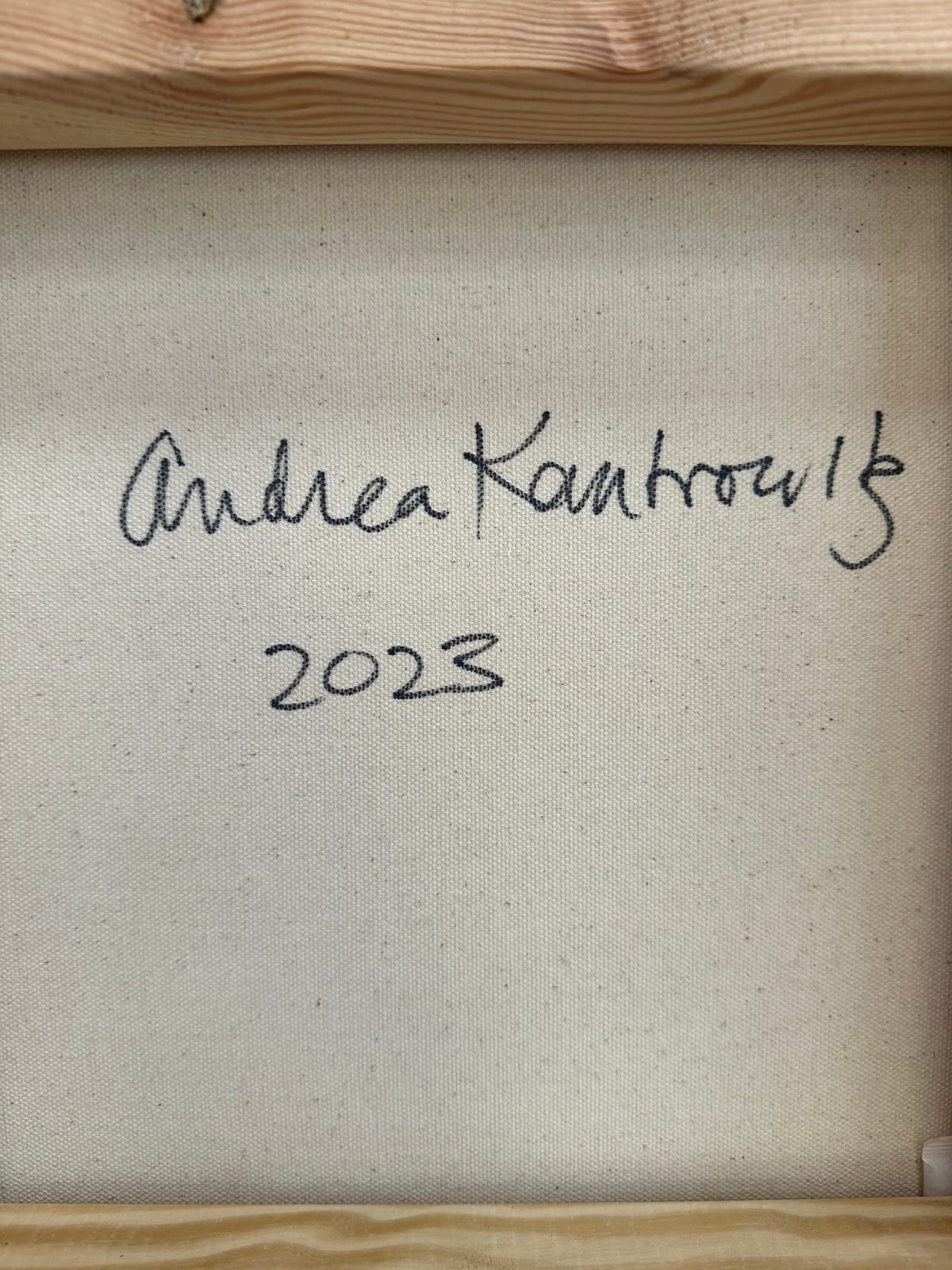 Andrea Kantrowitz, Turkey Tails, Old Growth Forest, 2023