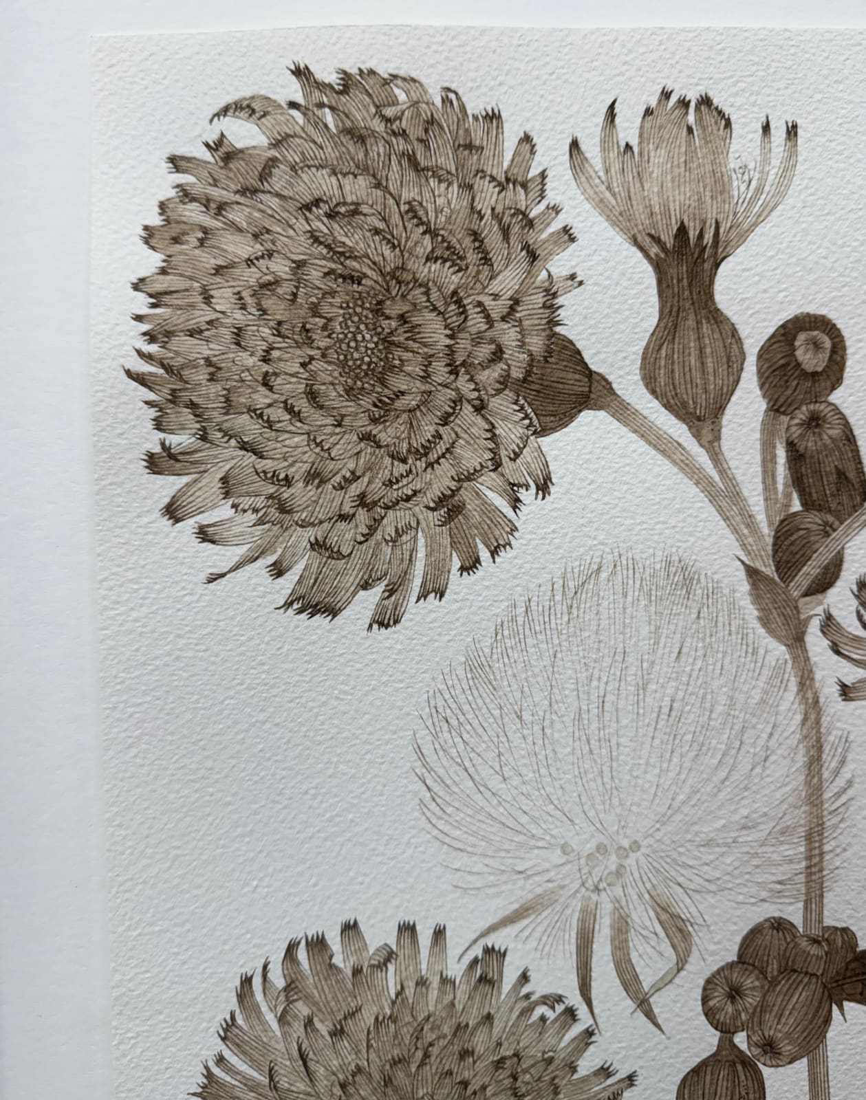 Margot Glass, Sow Thistle 01, 2025