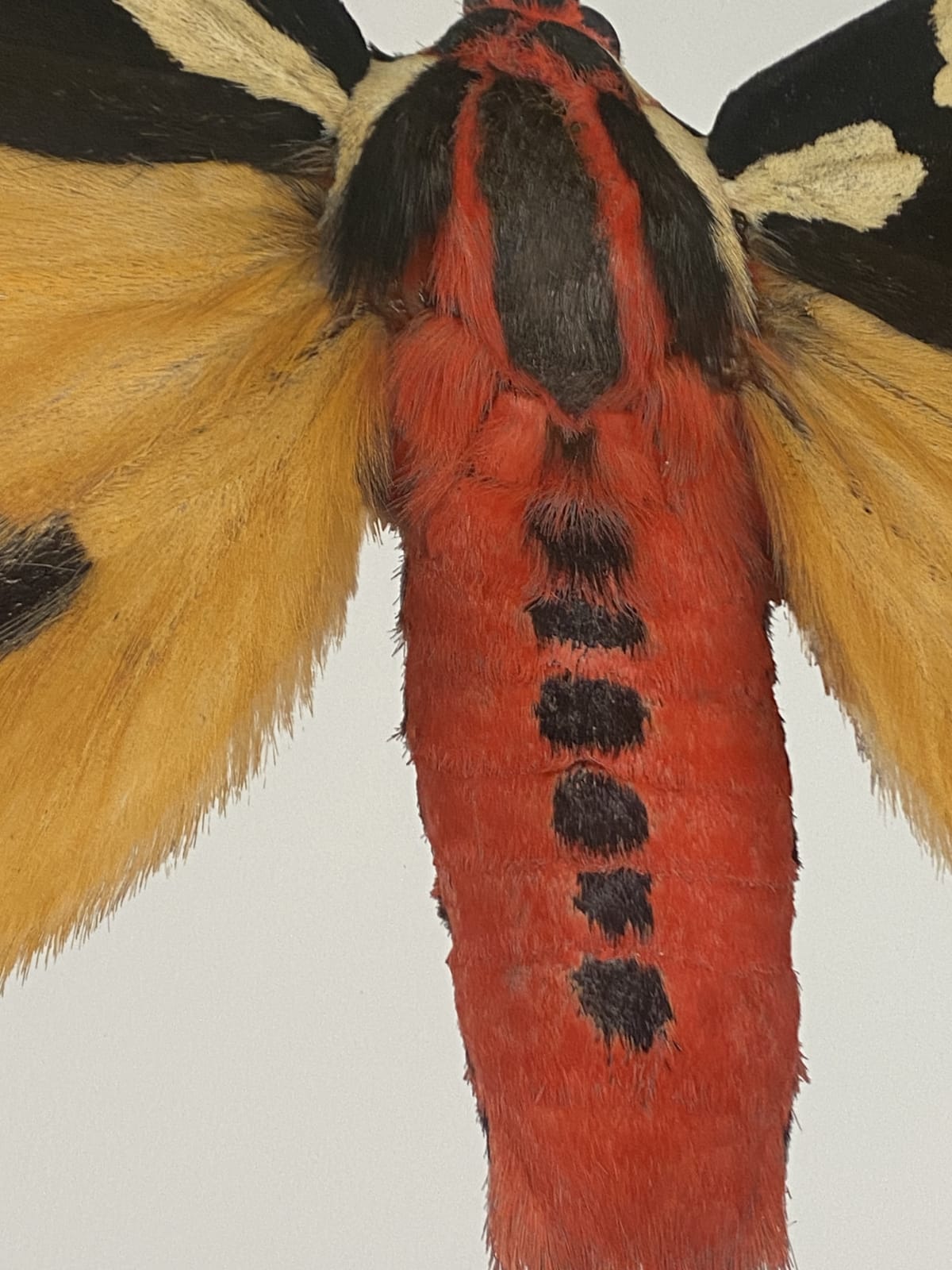 Joseph Scheer, Pericallia matronula male, 2015