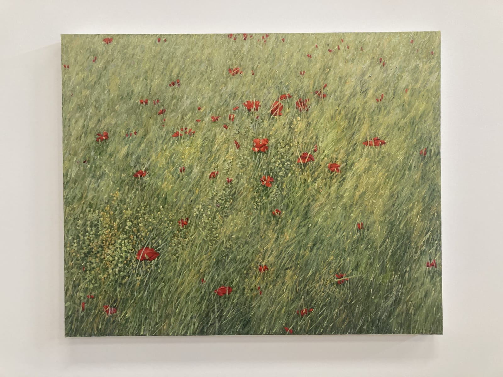Thomas Sarrantonio, Poppies, 2020