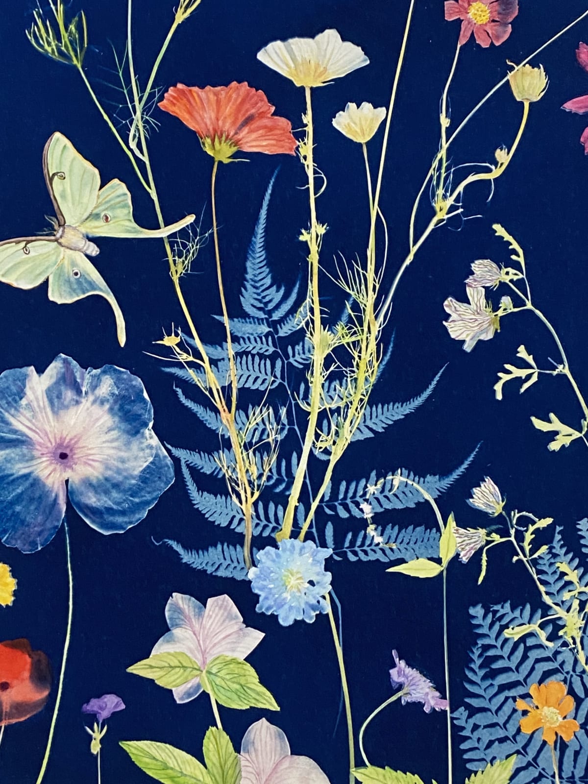 Julia Whitney Barnes, Cyanotype Print (Cosmos, Ferns, Luna Moth, etc), 2022