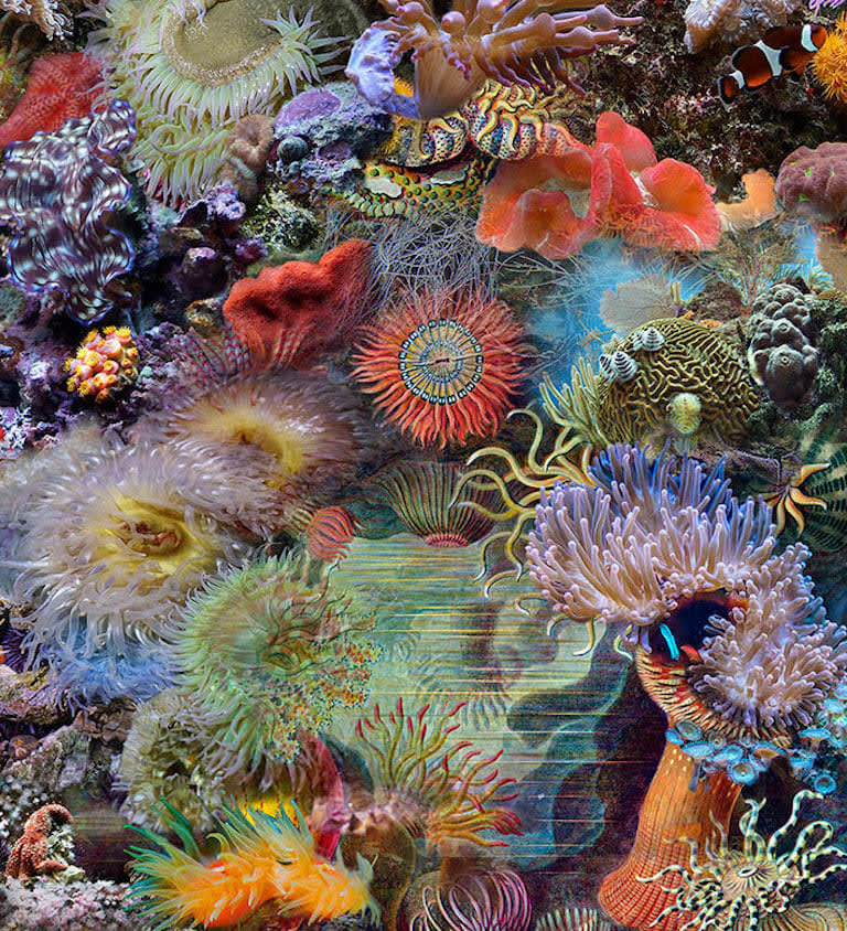 Lisa A. Frank, Actiniae Seeanemonen, 2018