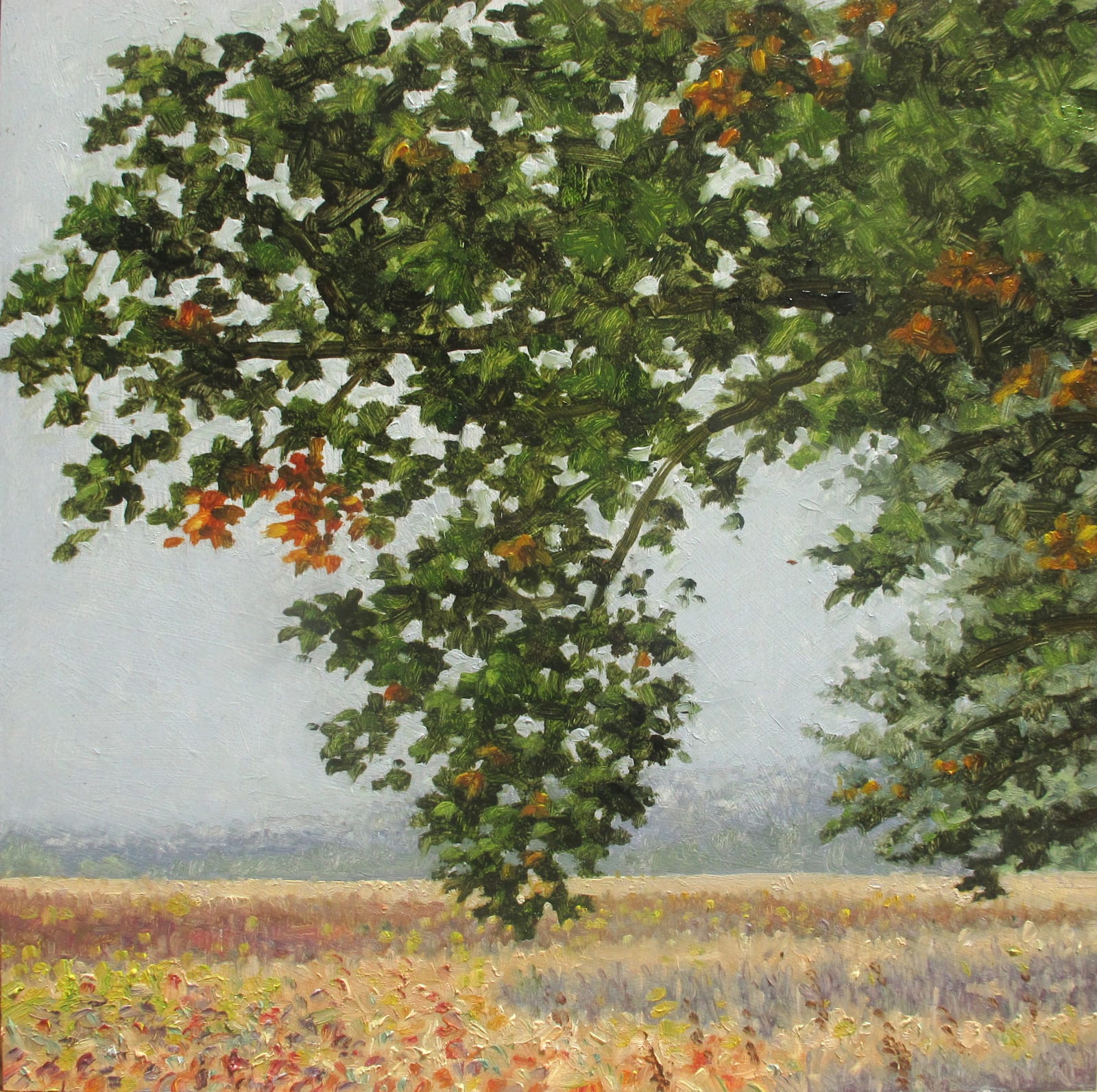 Thomas Sarrantonio, Field Study September 22, 2020