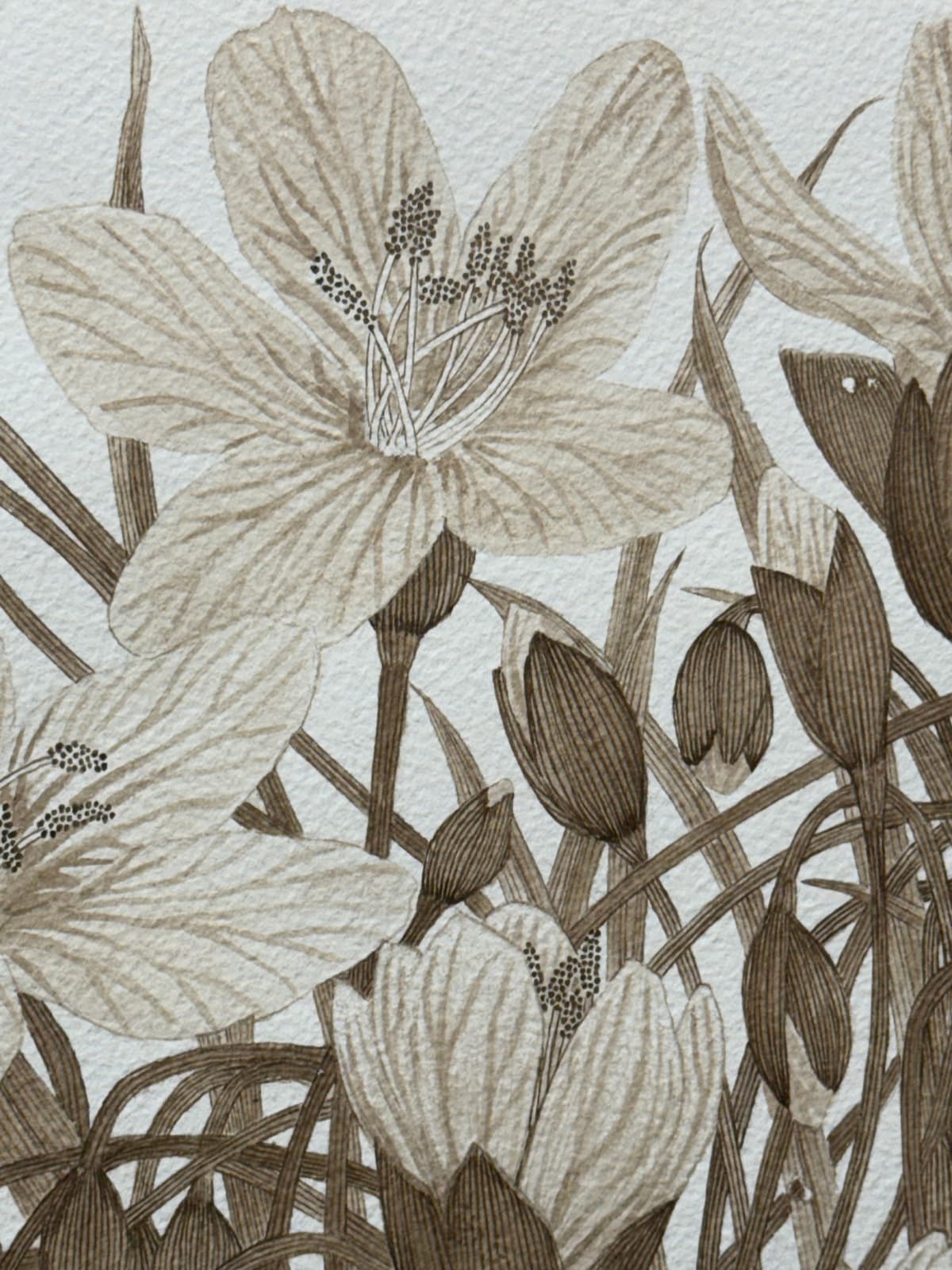 Margot Glass, Spring Beauty (Rokeby Woods) 1, 2025