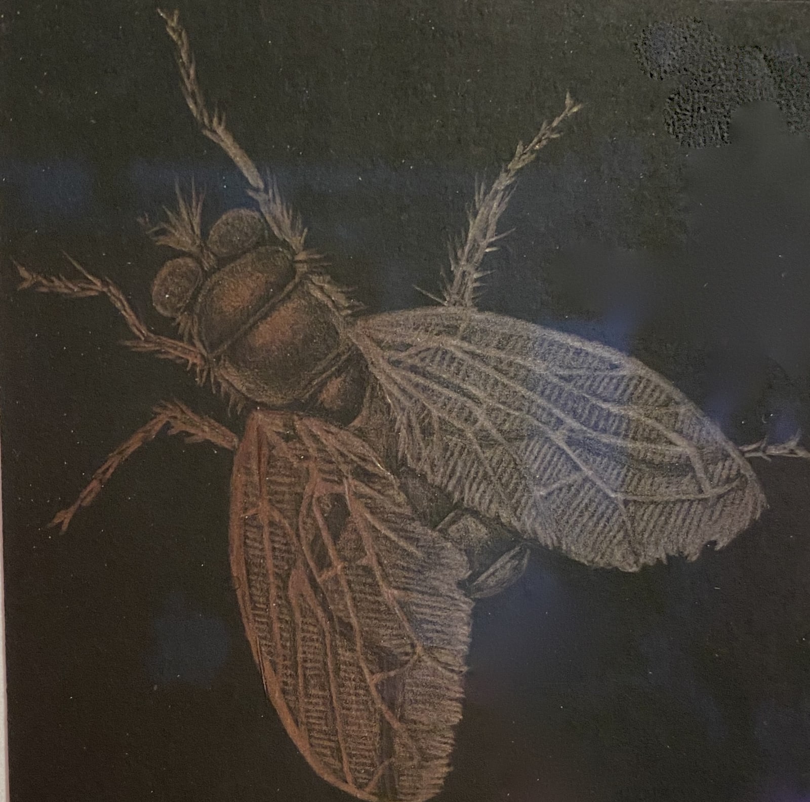 Margot Glass, Stag Beetle, 2020