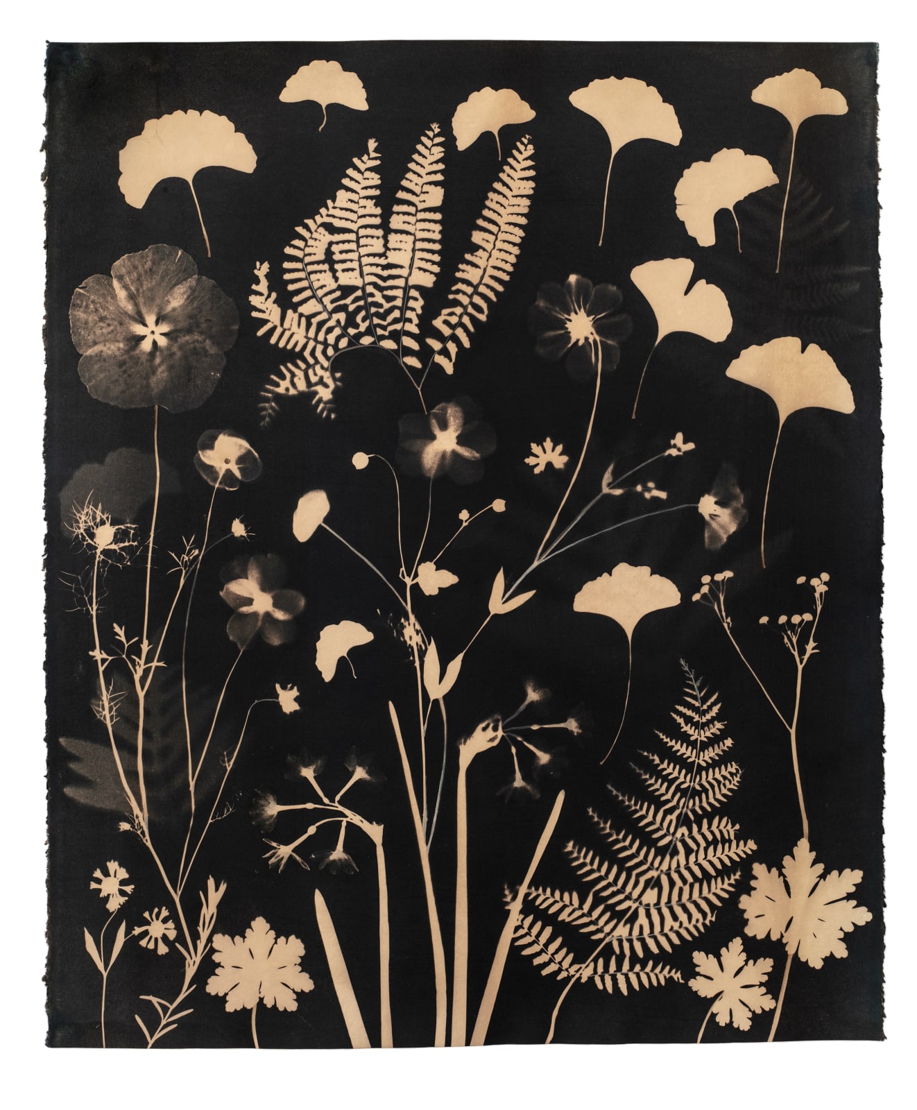Julia Whitney Barnes, Cyanotype Painting (Tea Toned Gingko, Ferns, Petals, etc.), 2021