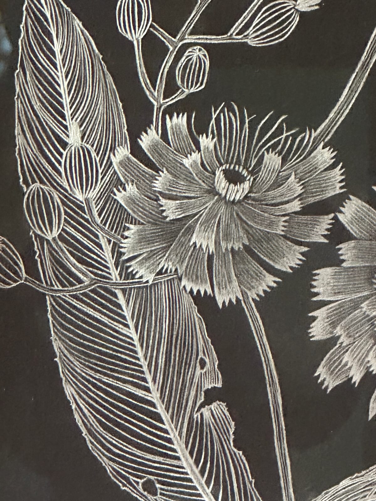 Margot Glass, Hawkweed, 2024