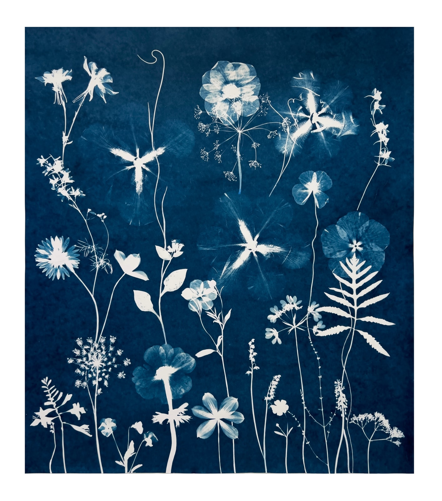 Julia Whitney Barnes, Nocturnal Nature (Anemones, Hibiscus, Violets, Ferns), 2021–'23