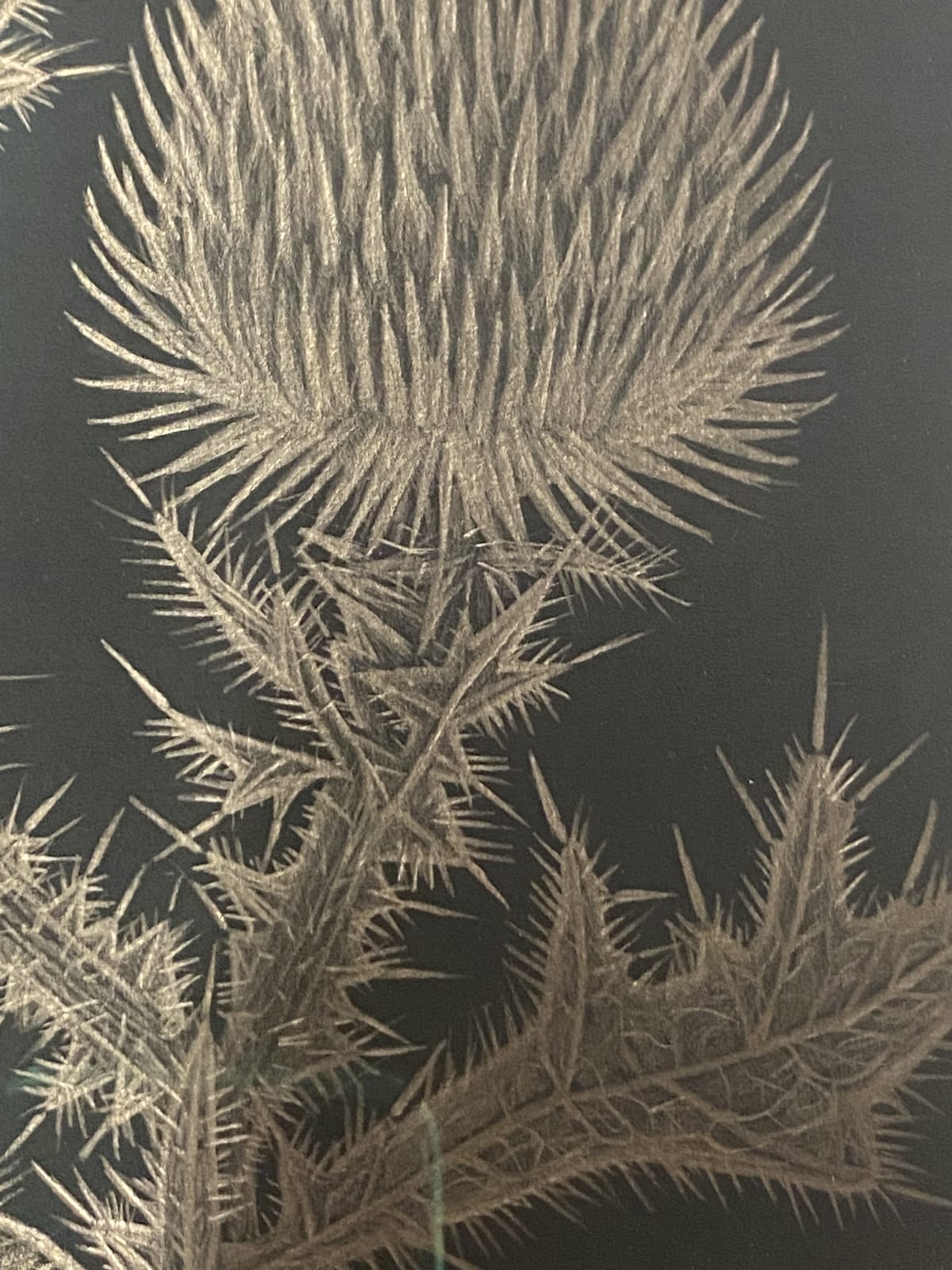 Margot Glass, Thistle, 2020