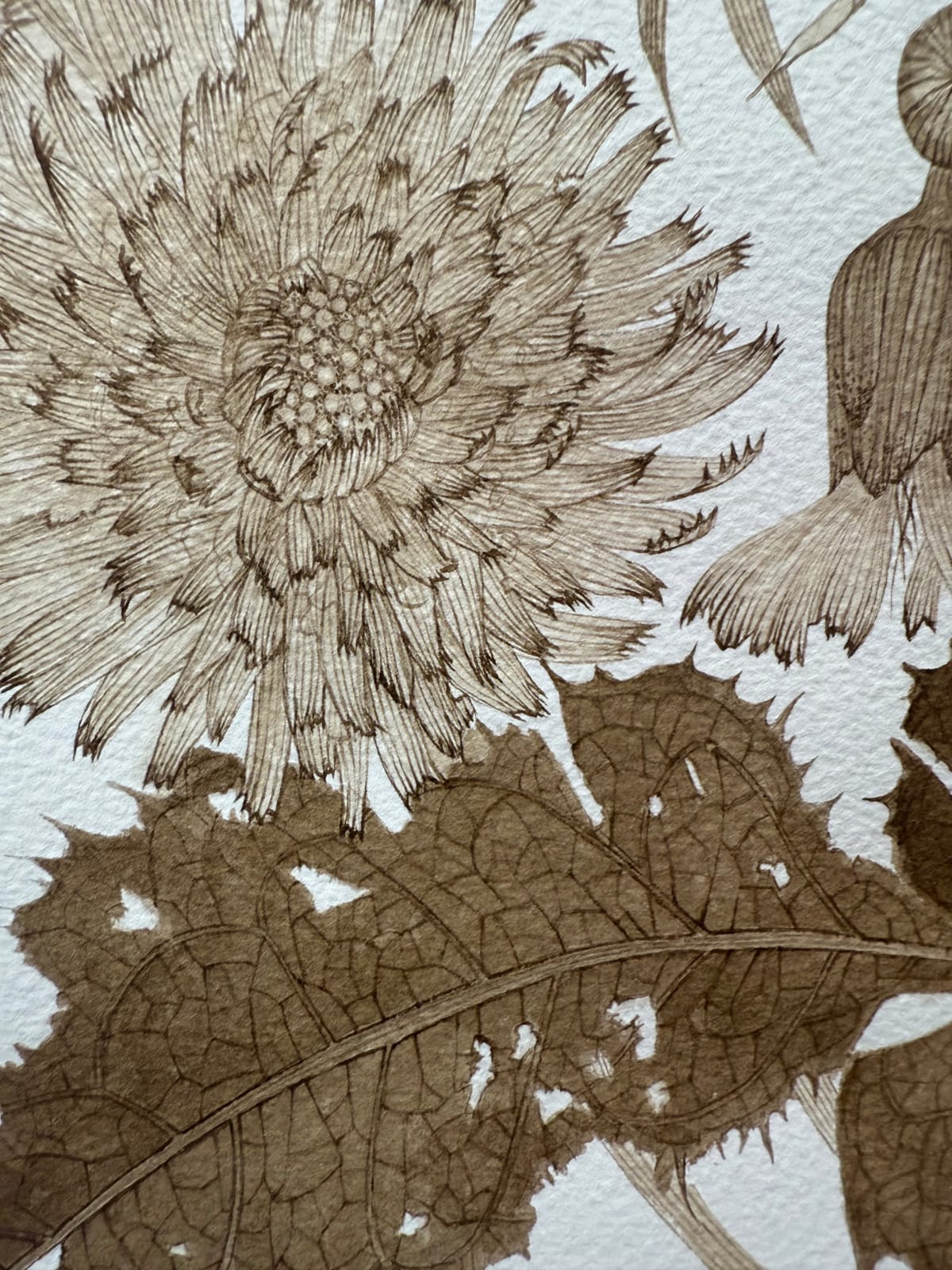 Margot Glass, Sow Thistle 01, 2025