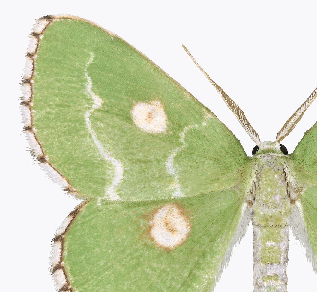 Joseph Scheer, Thetidia albocostaria, 2018